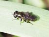 Eumerus sp.